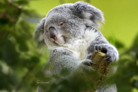 Koala - Foto Jana Vondráčková 0223