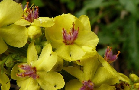 Divizna černá - Verbascum nigrum - Foto Pavel Stančík 0423