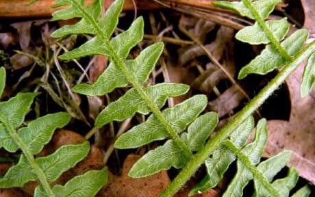 Hasivka orličí - Pteridium aquilinium - Foto Pavel Stančík 0423