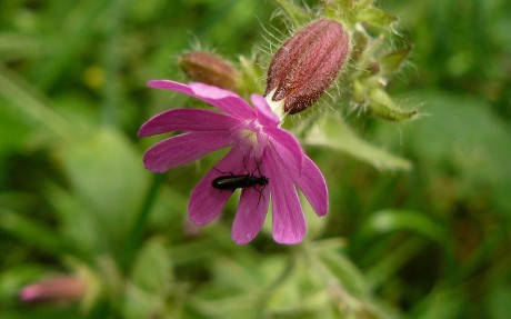 silenka dvoudomá - Silene dioica - Foto Pavel Stančík 0423