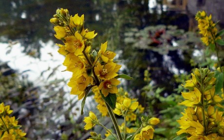 Vrbina obecná - Lysimachia vulgaris - Foto Pavel Stančík 0423