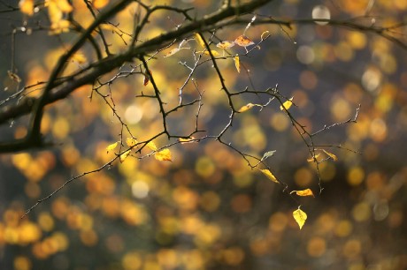V korunách stromů - Foto Angelika Špicarová 0423
