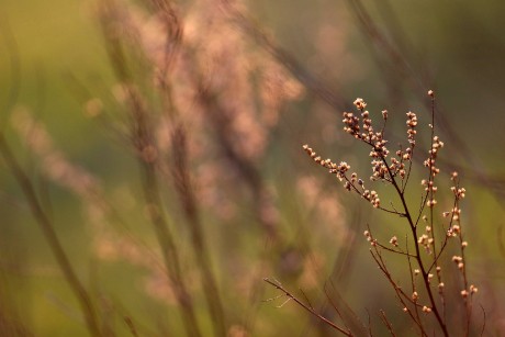 Za světlem - Foto Angelika Špicarová 0423