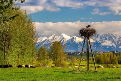 Hnízdění čápa - Foto Jozef Pitoňák 0523 (1)