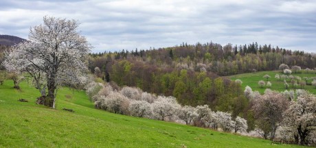 Jar na Brdárke - Foto Jozef Pitoňák 0523 (1)