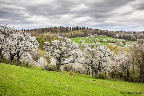 Jaro - Foto Jozef Pitoňák 0523 (1)