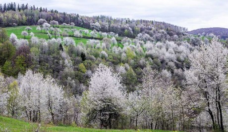 Jaro - Foto Jozef Pitoňák 0523 (2)