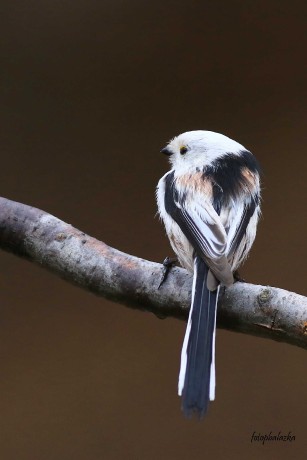 Mlynařík dlouhoocasý - Aegithalos caudatus - Foto Pavel Balazka 0223 (2)