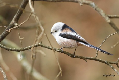 Mlynařík dlouhoocasý - Aegithalos caudatus - Foto Pavel Balazka 0223 (3)