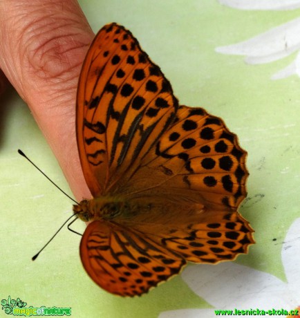 Perleťovec stříbropásek - Argynnis paphia - Foto Karel Kříž