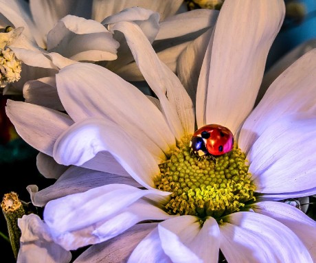 Květnové ráno - Foto Ladislav Hanousek 0523 (2)