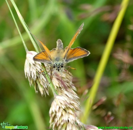 Soumračník metlicový - Thymelicus sylvestrys - Foto Karel Kříž