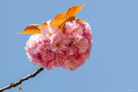 Růžové jaro - Foto Pavel Ulrych 0523 (1)