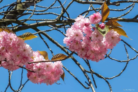 Růžové jaro - Foto Pavel Ulrych 0523 (3)