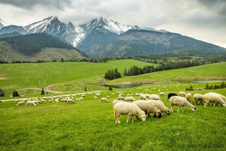 Horská pastva ovcí - Foto Jozef Pitoňák 0623 (1)