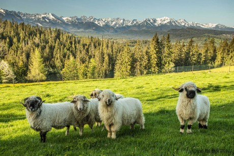 Horská pastva ovcí - Foto Jozef Pitoňák 0623