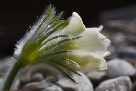 Krásné květy konikleců - Foto Marie Vykydalová 0423 (1)