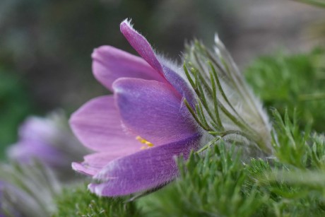 Krásné květy konikleců - Foto Marie Vykydalová 0423 (3)