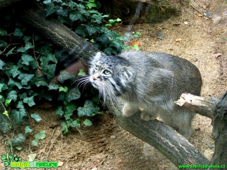 Manul - Otocolobus manul - Foto Andrea Horová