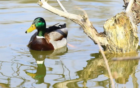 Kachna divoká - Anas platyrhynchos - Foto Pavel Balazka 0423