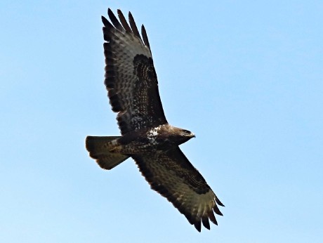 Káně lesní - Buteo buteo - Foto Pavel Balazka 0423