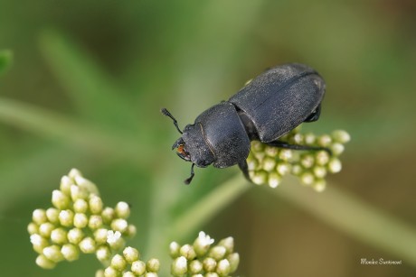 Roháček kozlík - Dorcus parallelipipedus -  Foto Monika Suržinová 0623 (1)