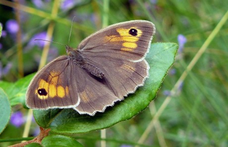 Okáč luční - Foto Pavel Stančík 0623