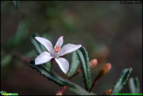 Australská květena - Foto Roman Brož