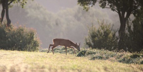 Ze života srnčí zvěře - Foto František Novotný 0723 (10)