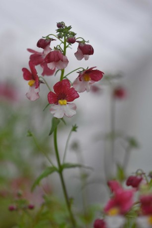 A květy lákají - Foto Marie Vykydalová 0523 (2)