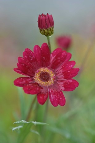 A květy lákají - Foto Marie Vykydalová 0523 (3)