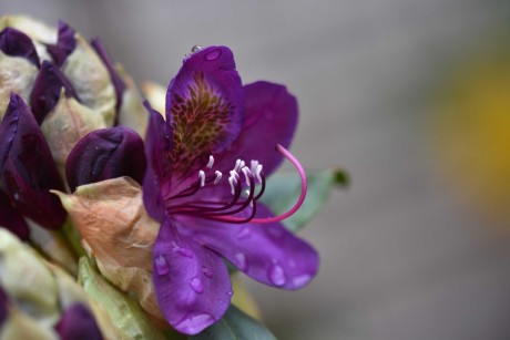 A květy lákají - Foto Marie Vykydalová 0523 (4)