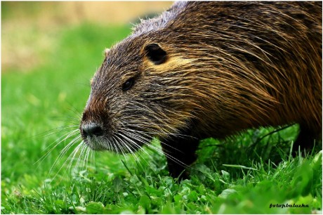 Nutrie říční - Myocastor coypus - Foto Pavel Balazka 0523 (1)