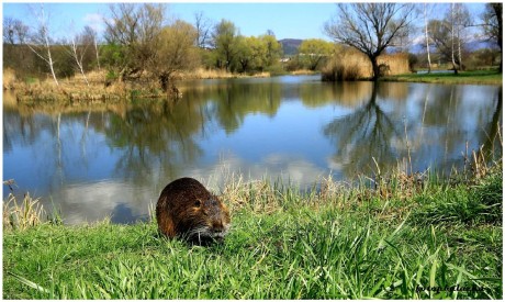 Nutrie říční - Myocastor coypus - Foto Pavel Balazka 0523 (3)