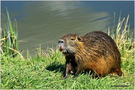 Nutrie říční - Myocastor coypus - Foto Pavel Balazka 0523 (4)