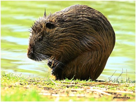 Nutrie říční - Myocastor coypus - Foto Pavel Balazka 0523 (5)