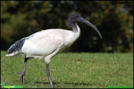 Ibis posvátný - Threskiornis aethiopicus - Foto Roman Brož