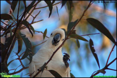 Kakadu bílý - Cacatua alba - Foto Roman Brož