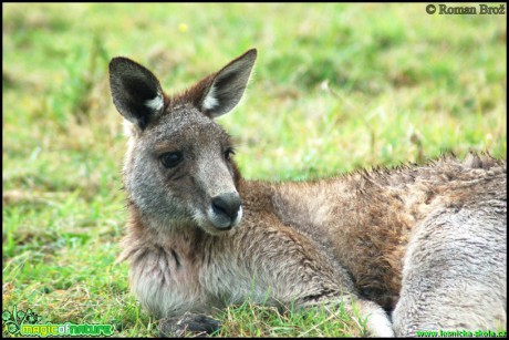 Klokan rudý - Macropus rufus - Foto Roman Brož