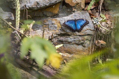 Ze světa motýlů - Foto Jana Vondráčková 0523 (1)