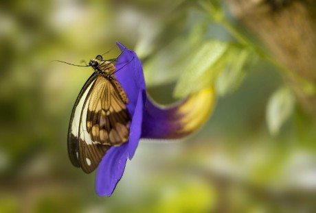 Ze světa motýlů - Foto Jana Vondráčková 0523 (2)