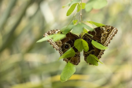 Ze světa motýlů - Foto Jana Vondráčková 0523 (3)