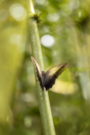 Ze světa motýlů - Foto Jana Vondráčková 0523 (5)