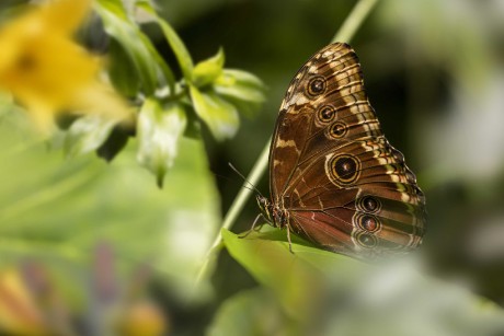 Ze světa motýlů - Foto Jana Vondráčková 0523 (6)