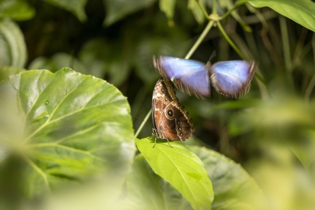 Ze světa motýlů - Foto Jana Vondráčková 0523 (7)