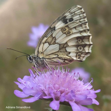 Krása hmyzí říše - Foto Adriana Simandlová 0723 (1)
