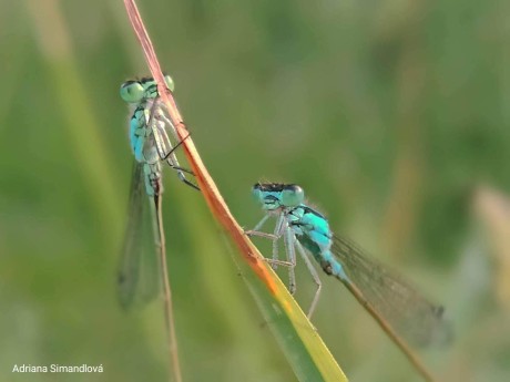 Krása hmyzí říše - Foto Adriana Simandlová 0723 (3)