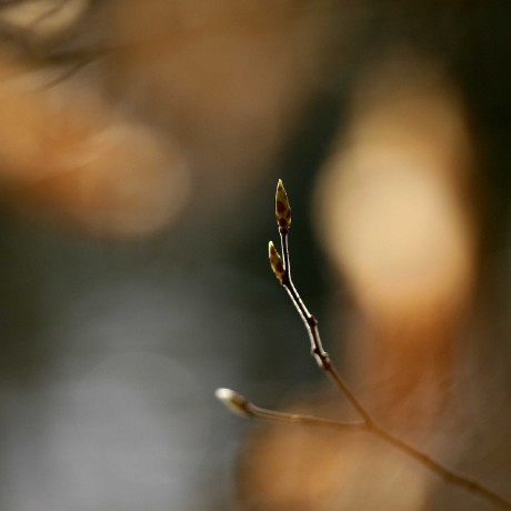 Vábení jara - Foto Angelika Špicarová 0723