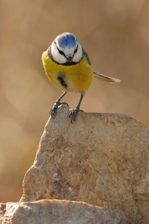 Sýkora modřinka -  Parus caeruleus - Foto Irena Wenischová 0723 (2)