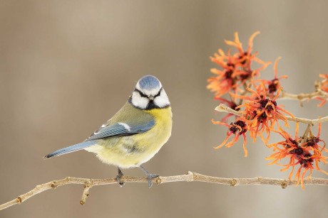 Sýkora modřinka -  Parus caeruleus - Foto Irena Wenischová 0723 (5)